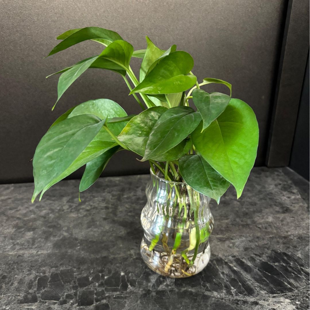 The Everything Swirl Glass